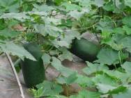 White Gourd